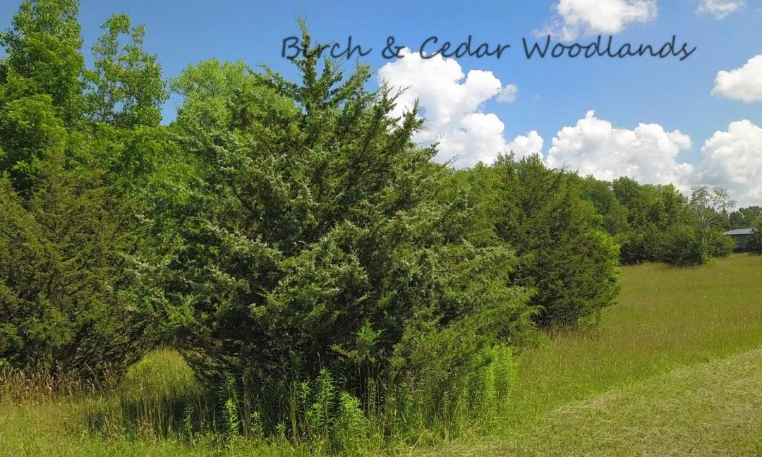 Birch And Cedar Woodlands, 1.73 acres, $35,000 #1474