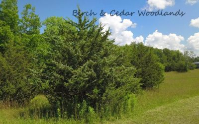 Birch And Cedar Woodlands, 1.73 acres, $35,000  #1474